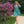Load image into Gallery viewer, Omika Wren Mini Dress